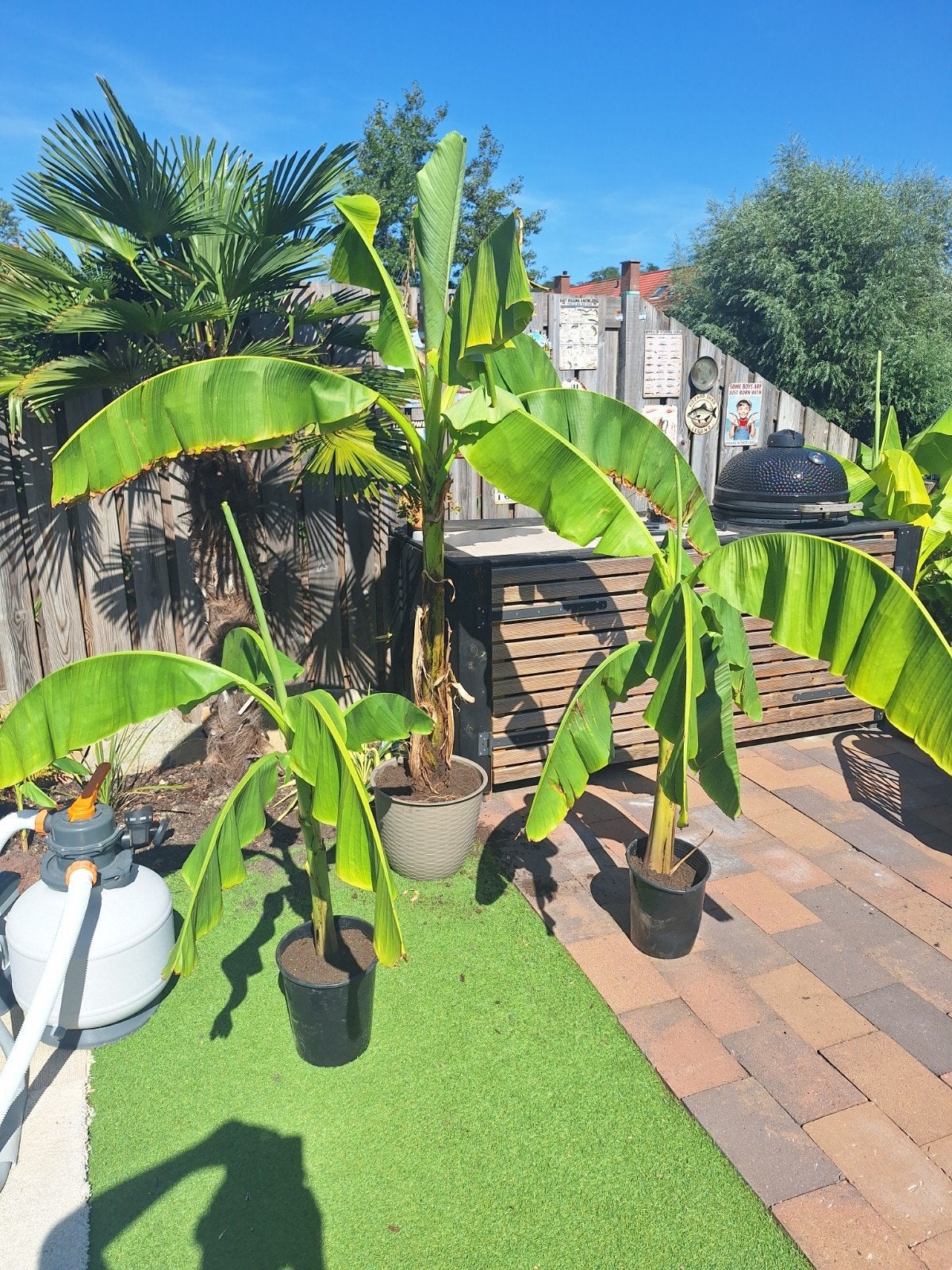 Bananenplanten - Musa Basjoo (Winterhard), Ophalen, Vaste plant, Overige soorten, Volle zon