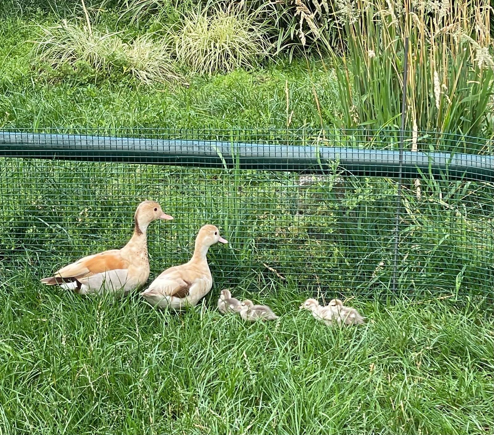 Gevraagd: zwanen en ganzen, Dieren en Toebehoren, Pluimvee, Meerdere dieren, Gans of Zwaan
