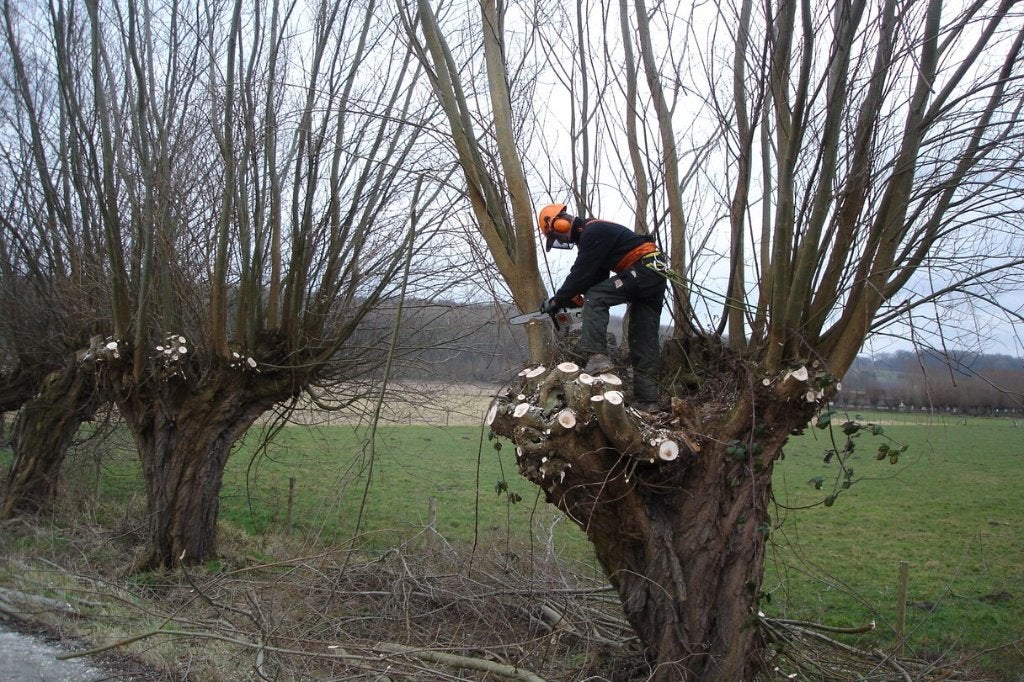 Op zoek naar gratis Wilgen takken, Tuin en Terras, Planten | Bomen, Ophalen, Volle zon, Overige soorten, Minder dan 100 cm