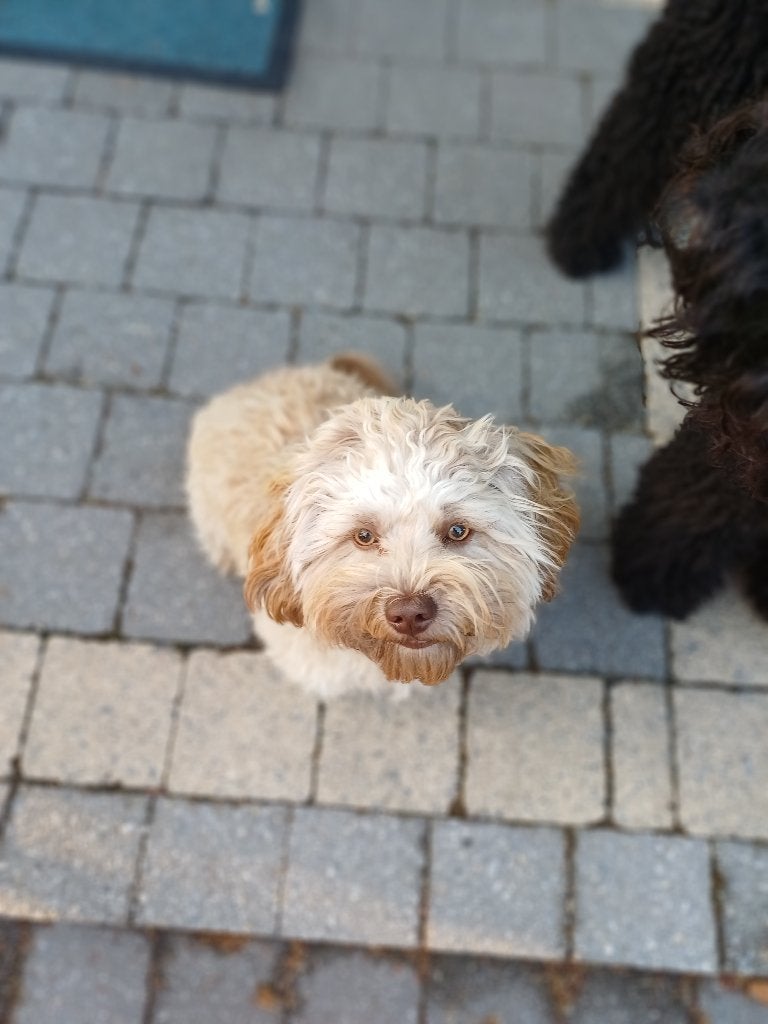 boomertje, Parvo, 15 weken tot 1 jaar, Reu, Eén hond