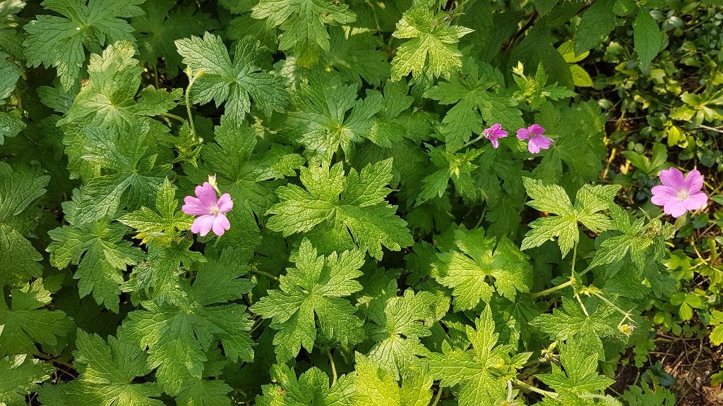 roze geranium, bodem bedekkend, Vaste plant, Halfschaduw, Zomer, Ophalen