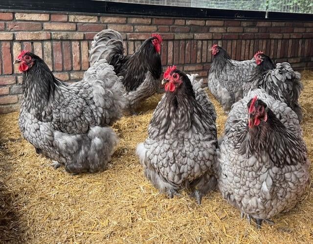 Orpington blauw 5 kippen en 1 haan, Dieren en Toebehoren, Meerdere dieren, Kip