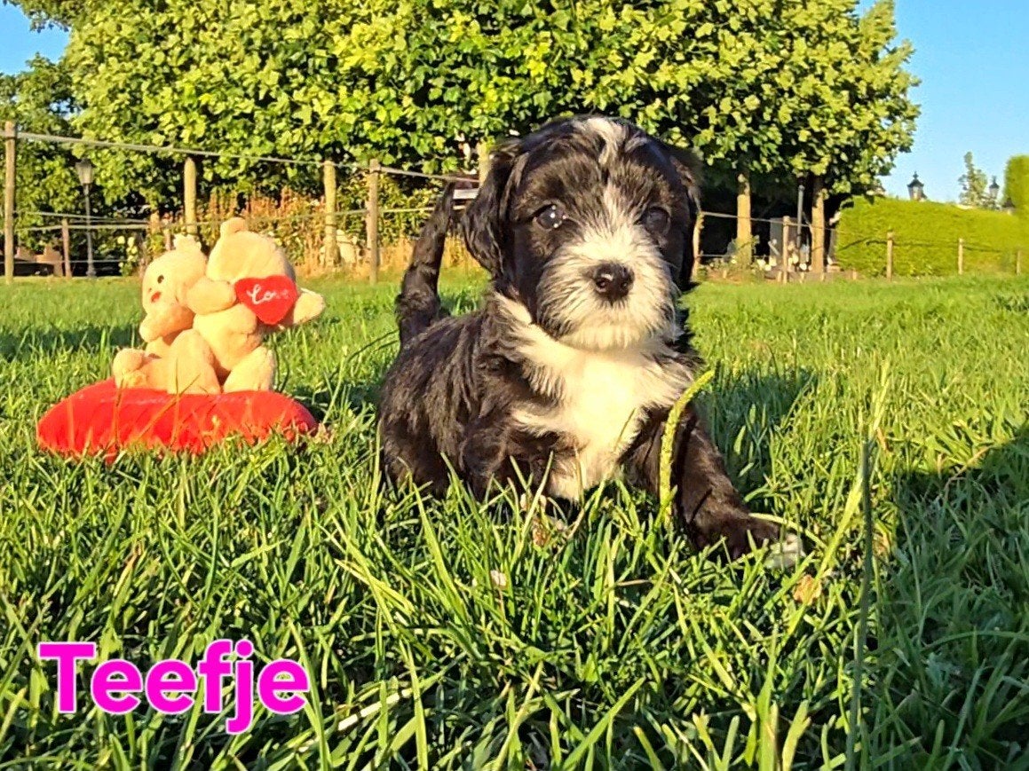 🥰 9 Prachtige Maltipoo pups! Unieke kleuren 🐶, Parvo, Overige rassen, 8 tot 15 weken, Meerdere