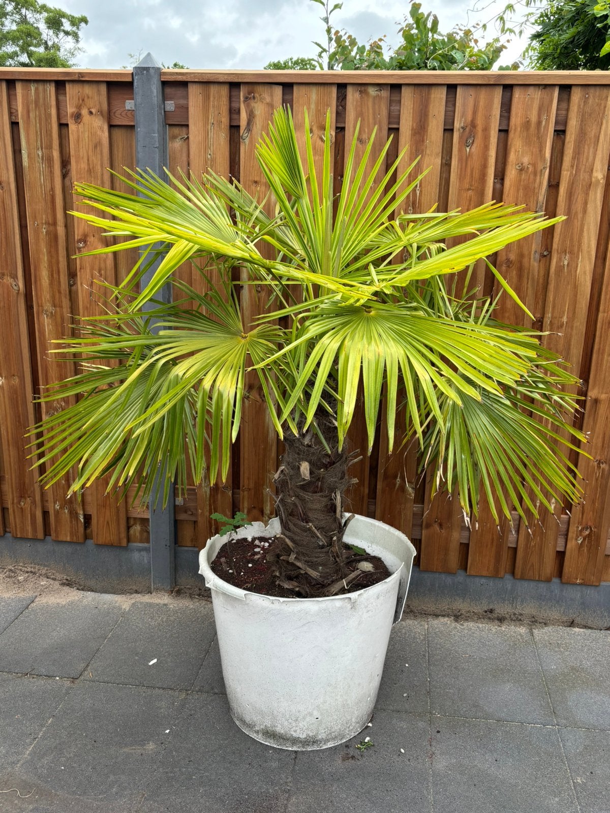 Waaierpalm, Bloeit niet, 100 tot 250 cm, Palmboom, Ophalen