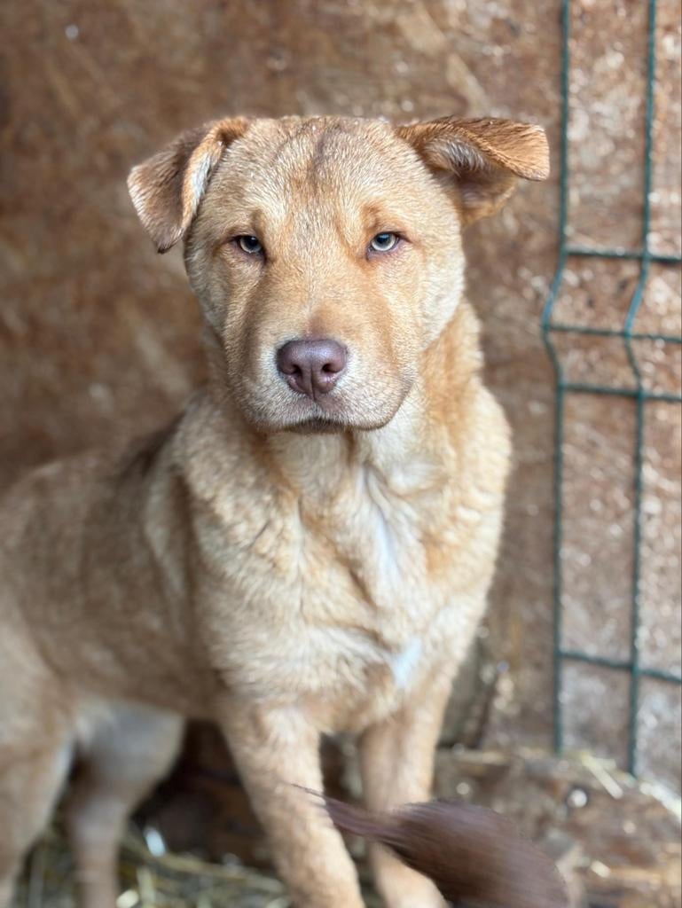 Orina pupje ter adoptie, Dieren en Toebehoren, Honden | Niet-rashonden, Particulier, 15 weken tot 1 jaar, Buitenland, Teef
