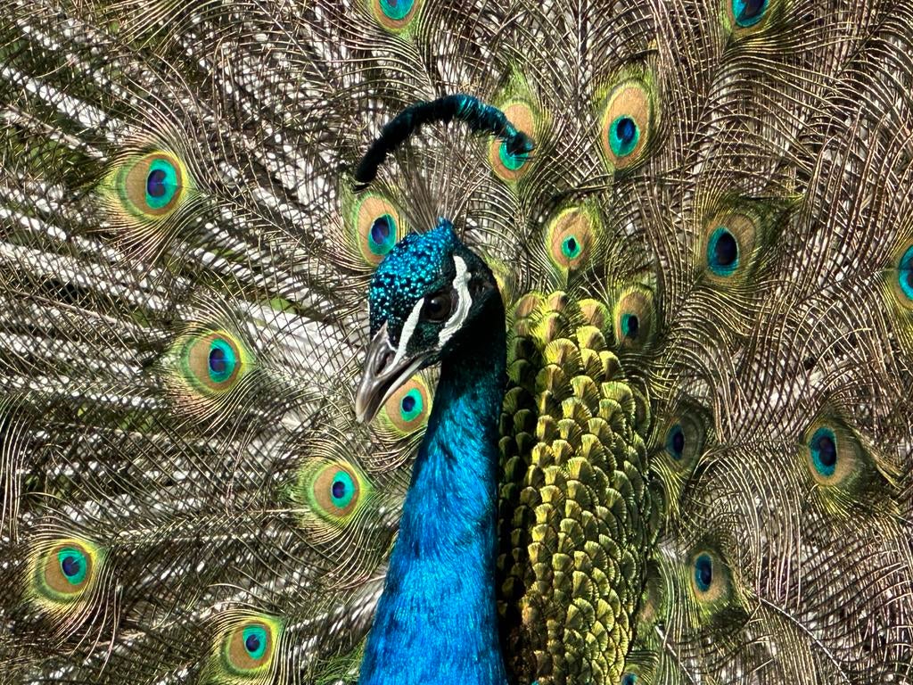 Prachtige blauwe pauwen te koop, Dieren en Toebehoren, Pluimvee, Meerdere dieren, Overige soorten