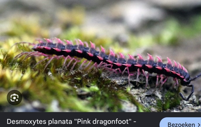Miljoenpoot desmoxytes planata, Dieren en Toebehoren