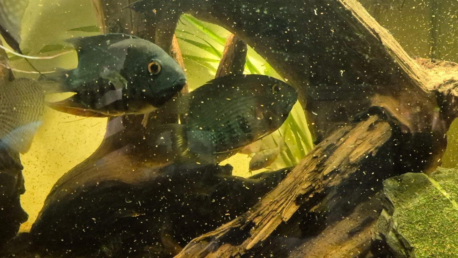 Trio Heros severum rotkeil, Vis, Zoetwatervis