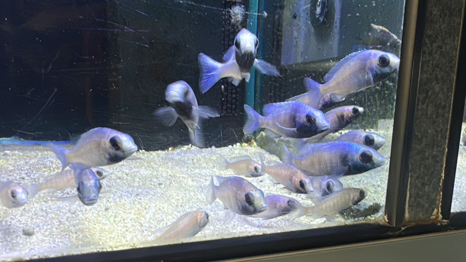 Placidochromis Gissel ( eigen foto’s), Dieren en Toebehoren, Vis