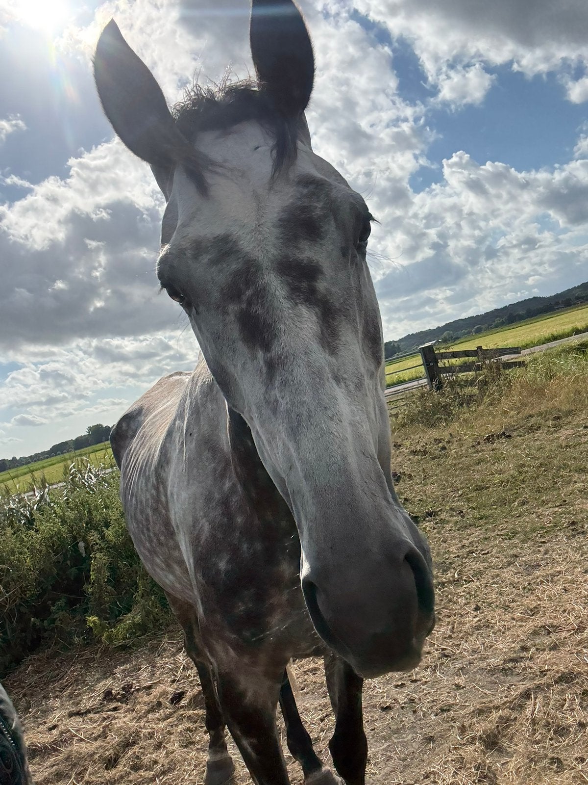 Lieve 5 jarige schimmel, Dieren en Toebehoren, Paarden, Ruin, Recreatiepaard