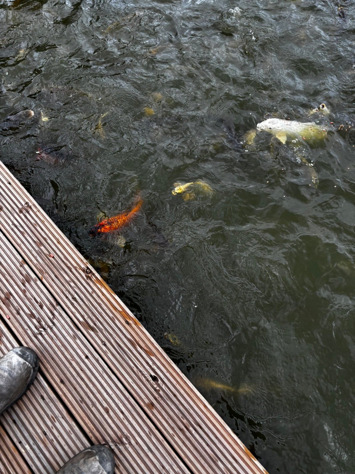 Vissen, karpers, Dieren en Toebehoren, Vissen | Vijvervissen, Karper of Koi