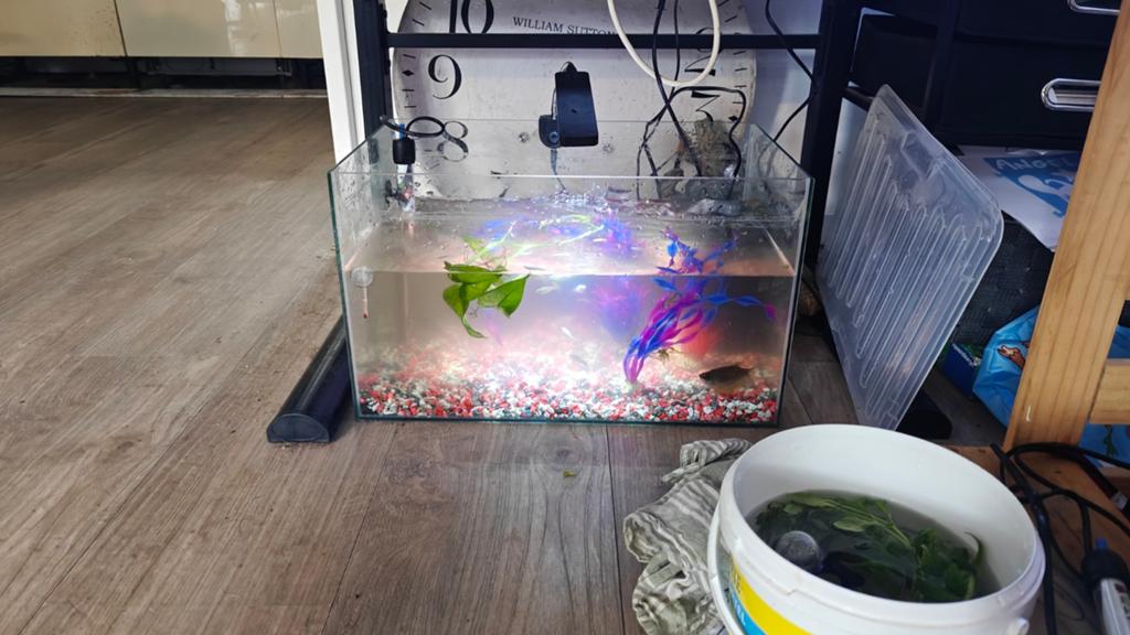 Aquarium with fish, Ophalen, Leeg aquarium