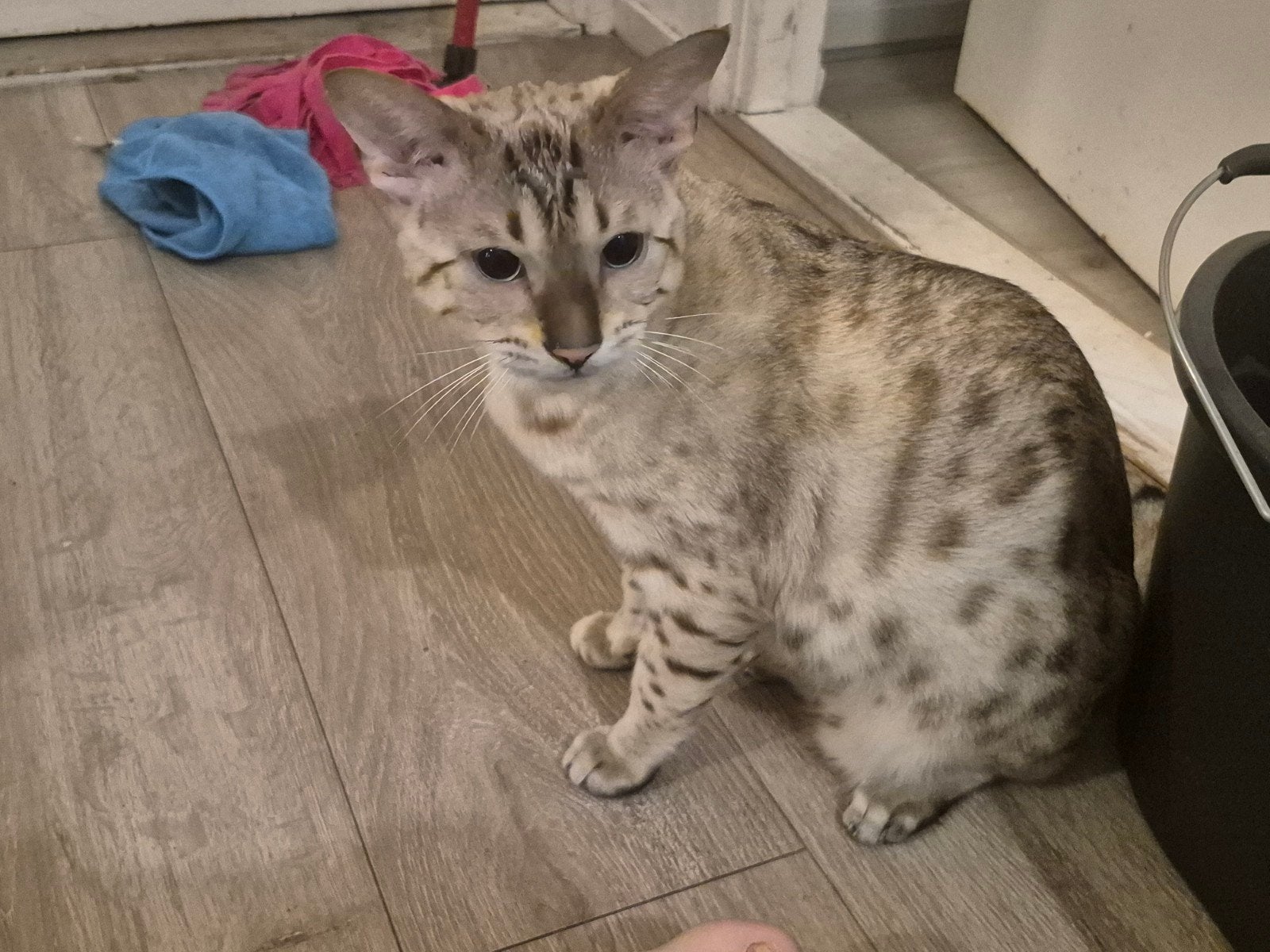 Bengaalse kater en poes, Meerdere dieren, Kortharig, 0 tot 2 jaar