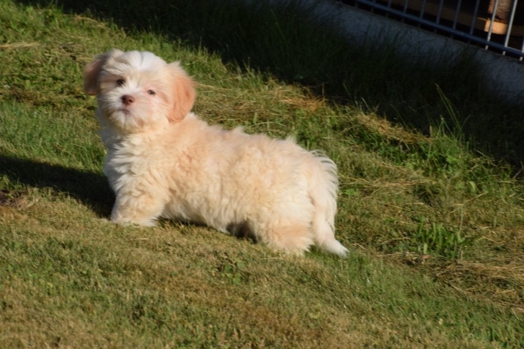 Havanezer pup laatste uit nestje, Dieren en Toebehoren, Honden | Chihuahua's en Gezelschapshonden, 15 weken tot 1 jaar, Buitenland