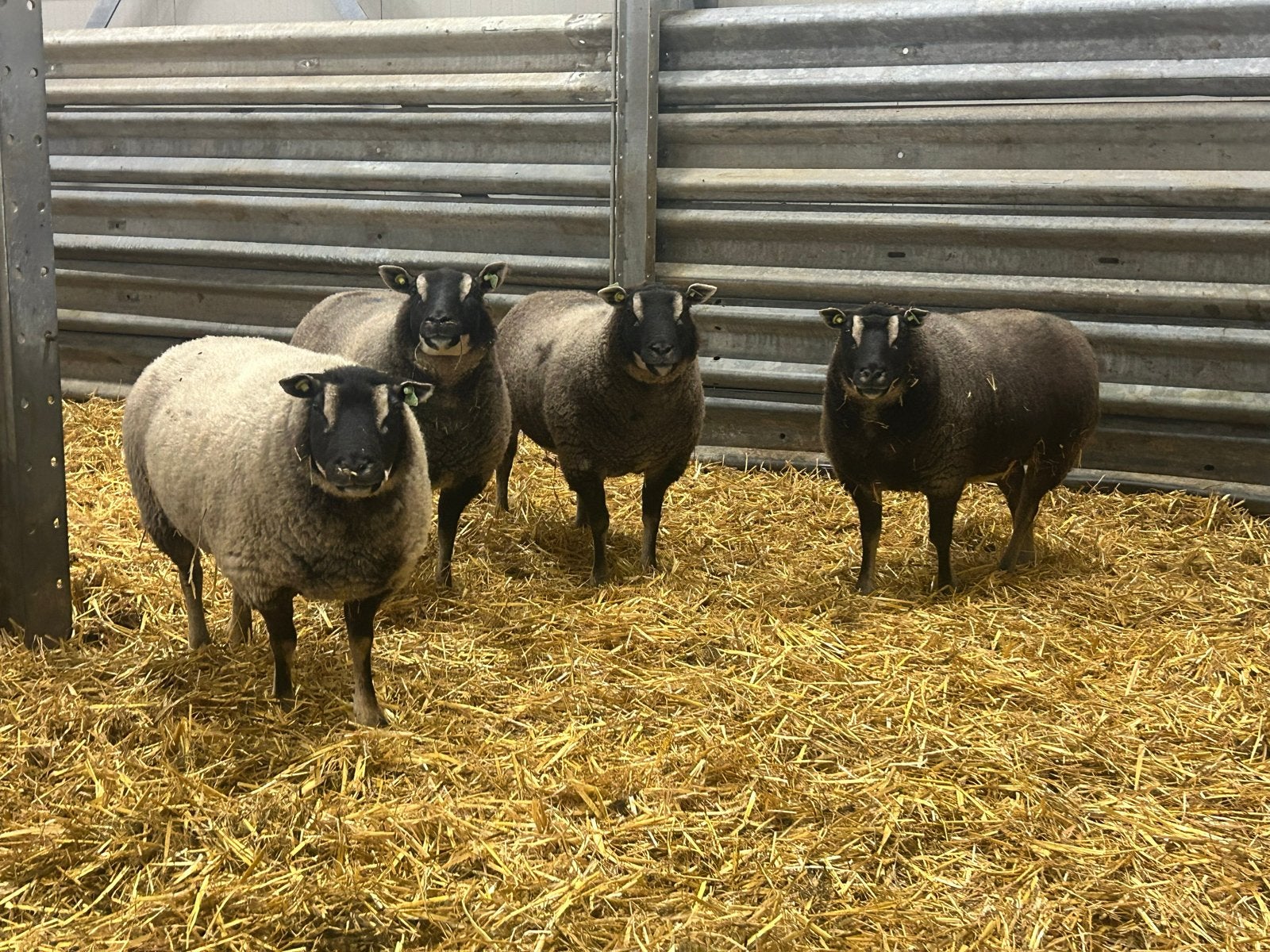 Te koop aangeboden: 6 mooie drachtige Dassenkop ooien., Dieren en Toebehoren, Vrouwelijk, Schaap, 3 tot 5 jaar