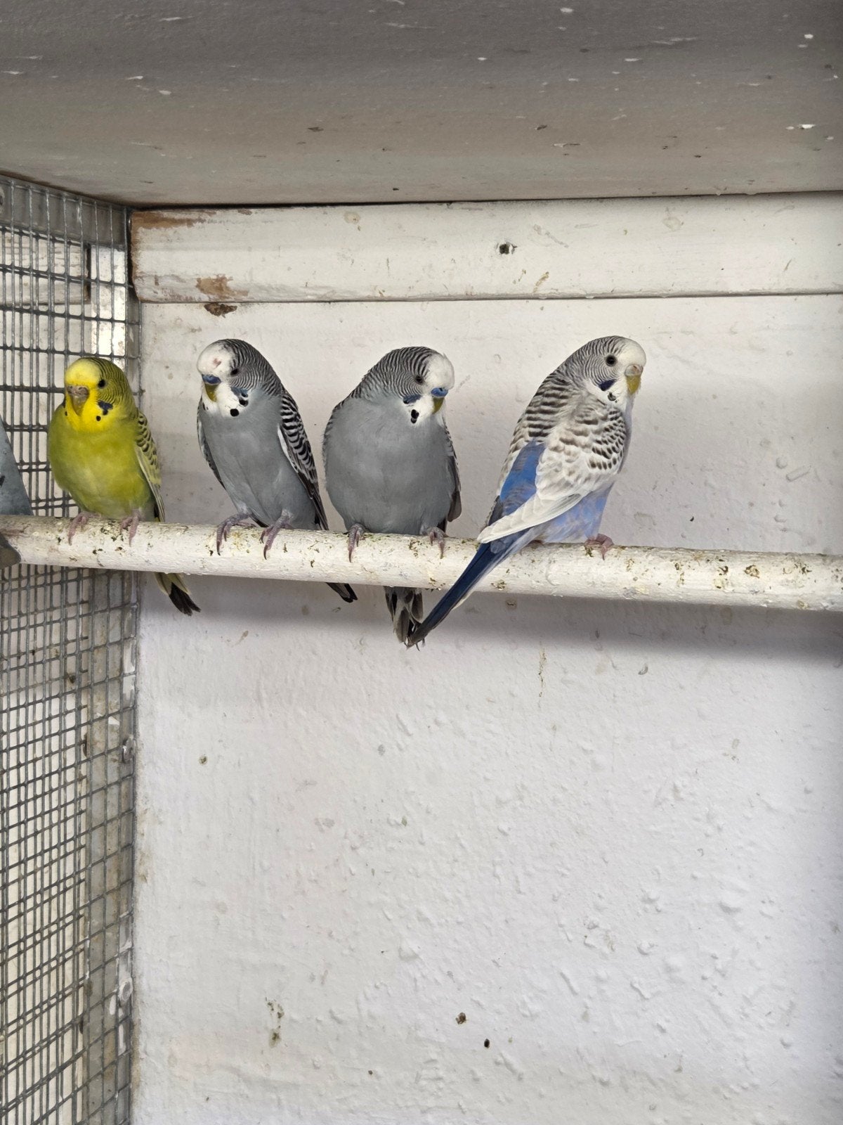 grasparkieten, Dieren en Toebehoren, Meerdere dieren, Parkiet