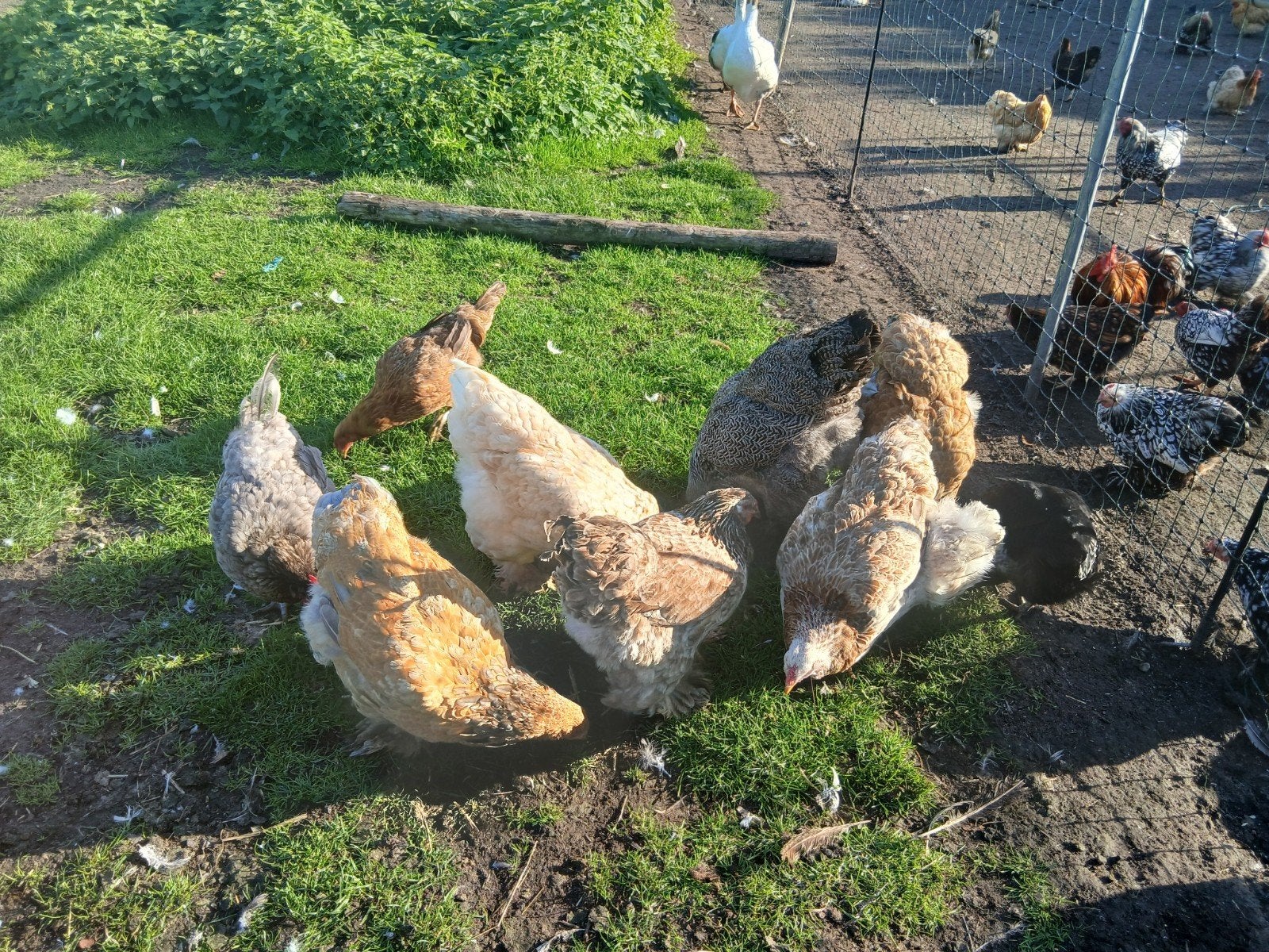 brahma kippen, Dieren en Toebehoren, Vrouwelijk, Kip