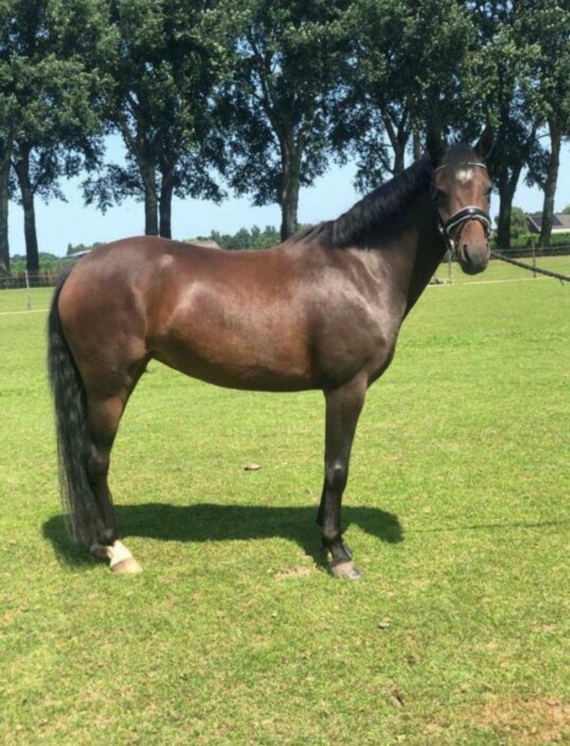 Mooie-Brave new forest C pony, Dieren en Toebehoren, B, C pony (1.27m tot 1.37m), 7 tot 10 jaar, Merrie