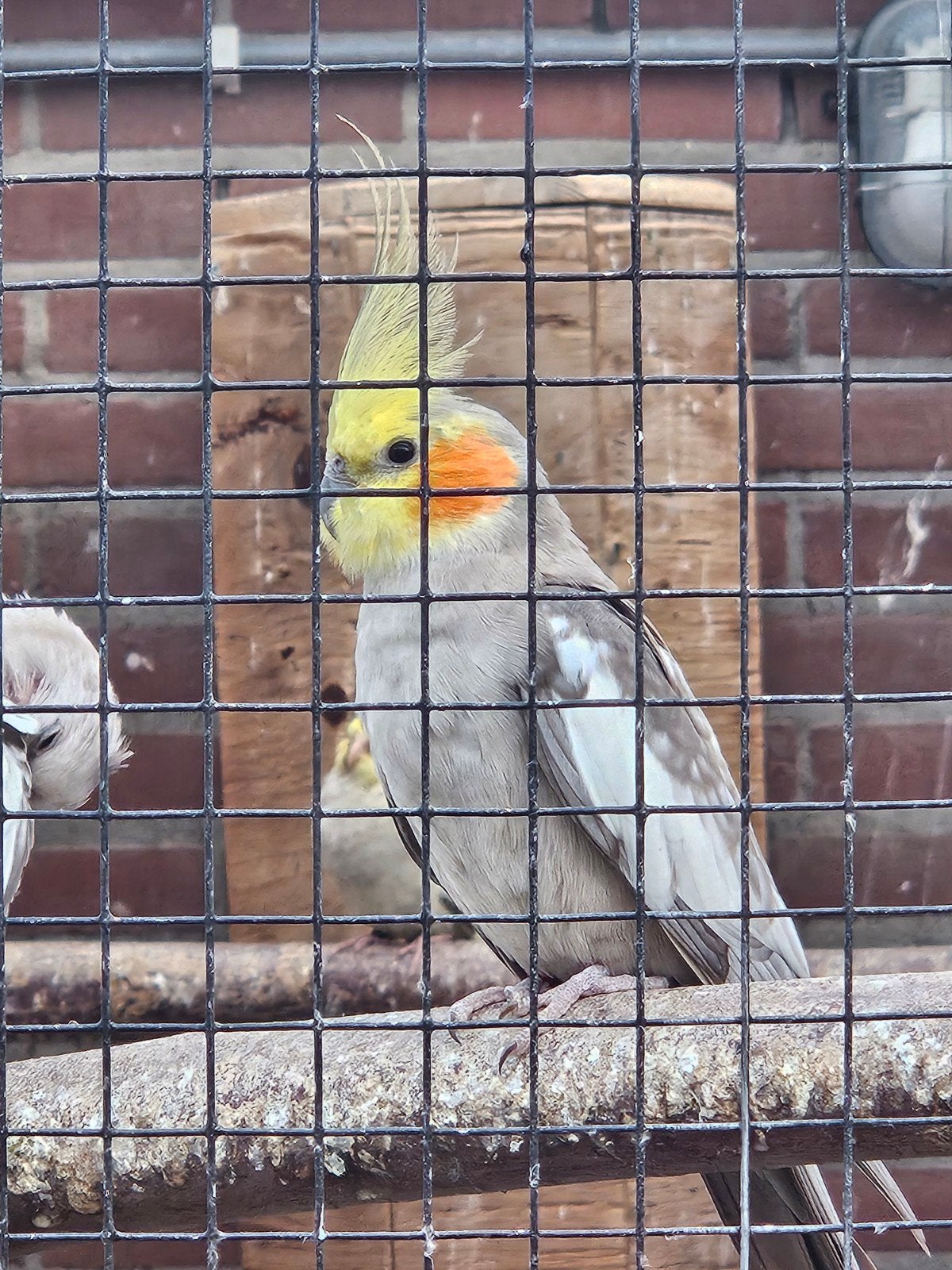 Valkparkieten, Meerdere dieren, Parkiet