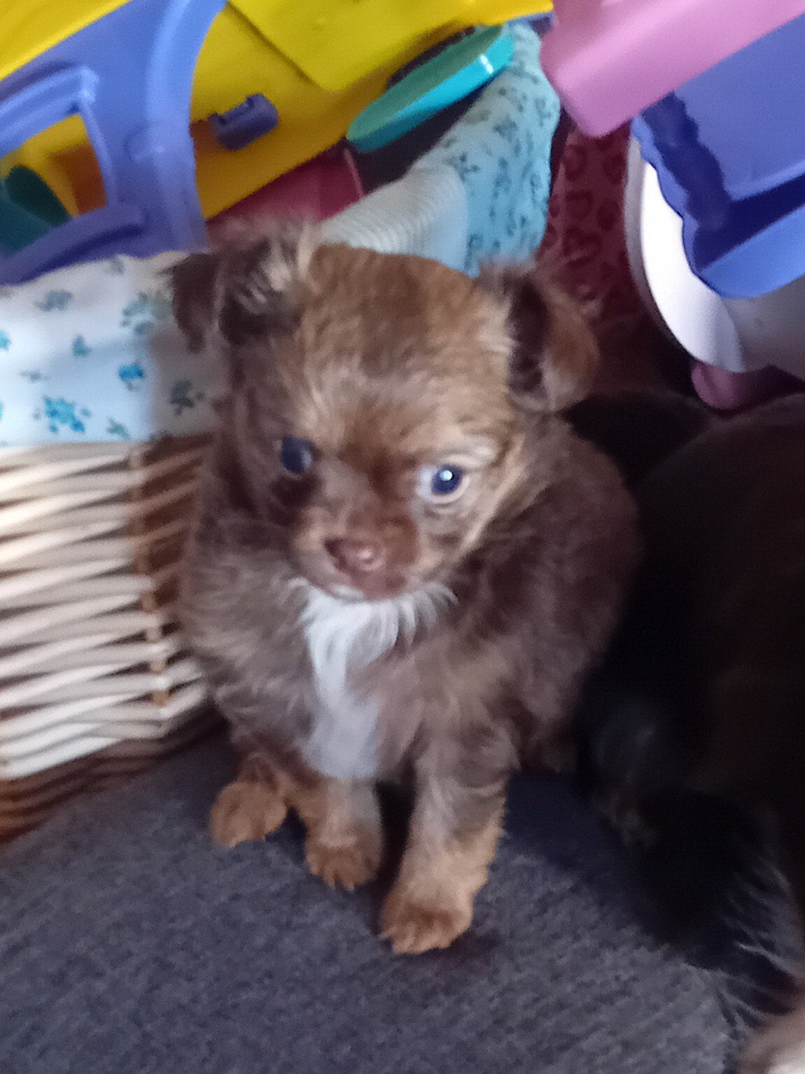 lief Chihuahua puppy teefje, 8 tot 15 weken, Teef, Parvo, Meerdere