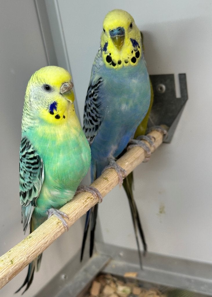 Regenboog parkieten koppel, Dieren en Toebehoren, Vogels | Parkieten en Papegaaien, Meerdere dieren, Parkiet