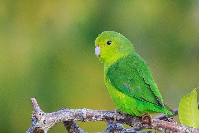 Gezocht: jonge, lieve en tamme forpus coelestis, Meerdere dieren, Papegaai, Pratend