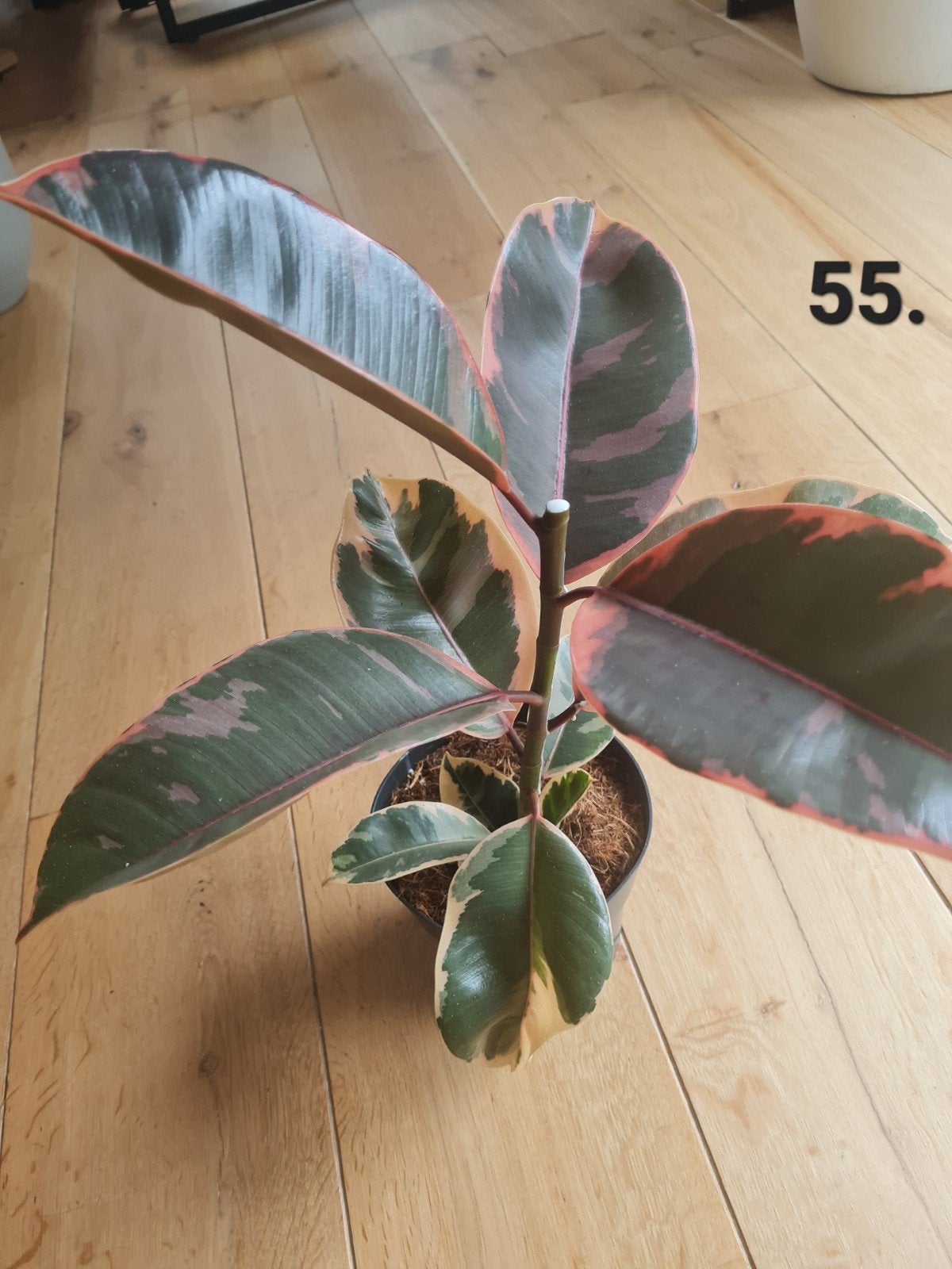 Ficus elastica Belize, kamerplant, rubberboom, Ophalen of Verzenden, Ficus, Halfschaduw, Minder dan 100 cm