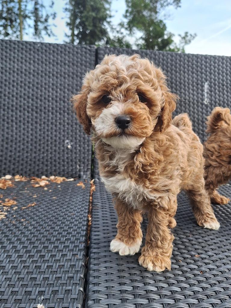 2 Schattige, lieve maltipoo pups zoeken een vijf ️⭐️huisje!, Dieren en Toebehoren, Honden | Chihuahua's en Gezelschapshonden, Overige rassen