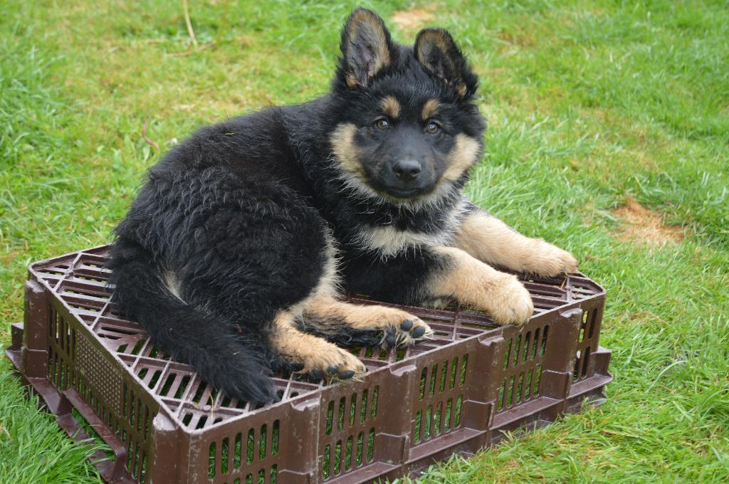 Uniek: ODH x Finse Lappenhond puppys te koop, Parvo, 8 tot 15 weken, Meerdere, Meerdere dieren