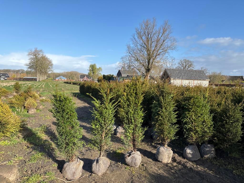 Opruiming Taxus baccata 125-150 cm, Ophalen, Taxus, 100 tot 250 cm