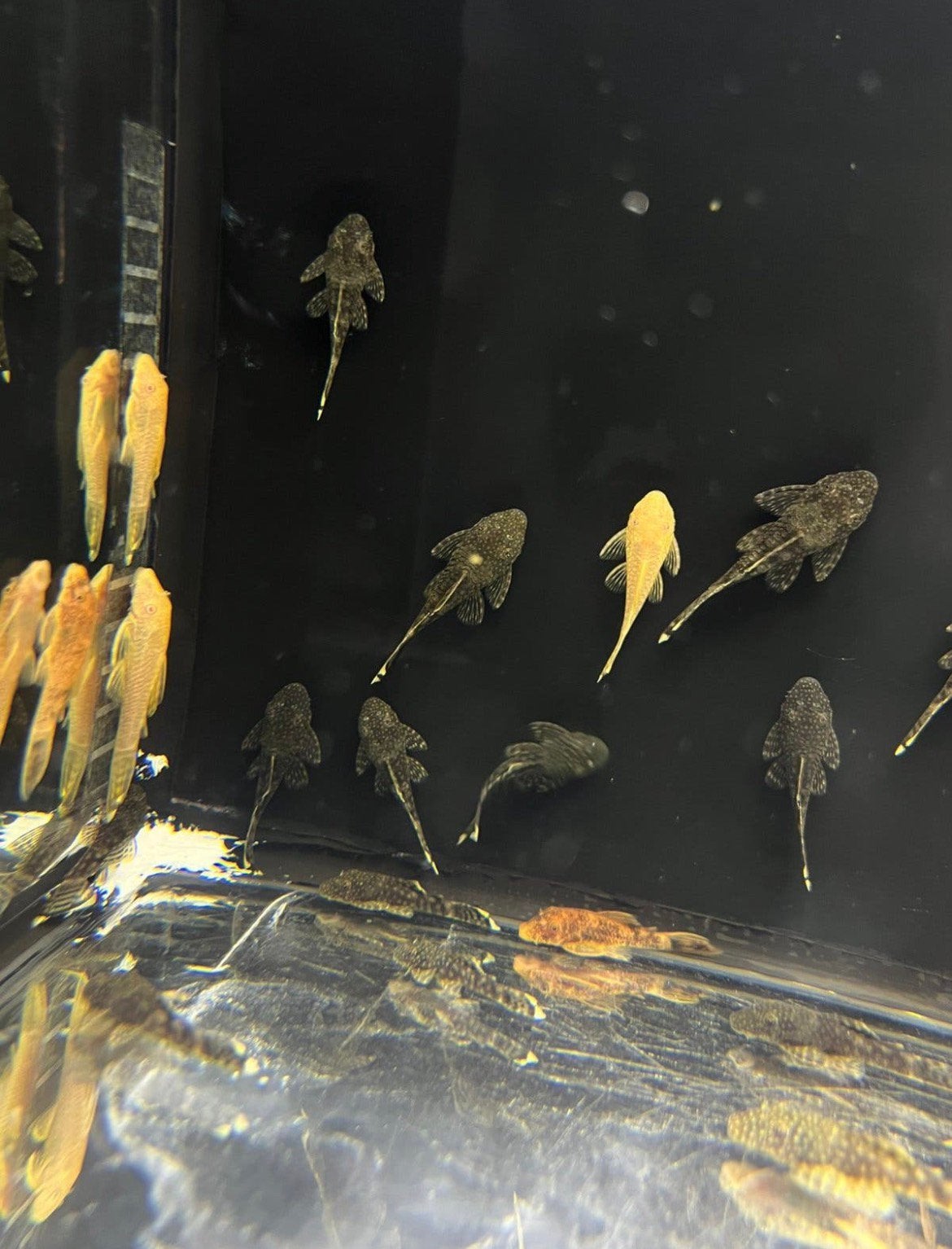 Speciale L-nummers GESELECTEERD (algeneters) 🧬, Dieren en Toebehoren, Vissen | Aquariumvissen, Vis