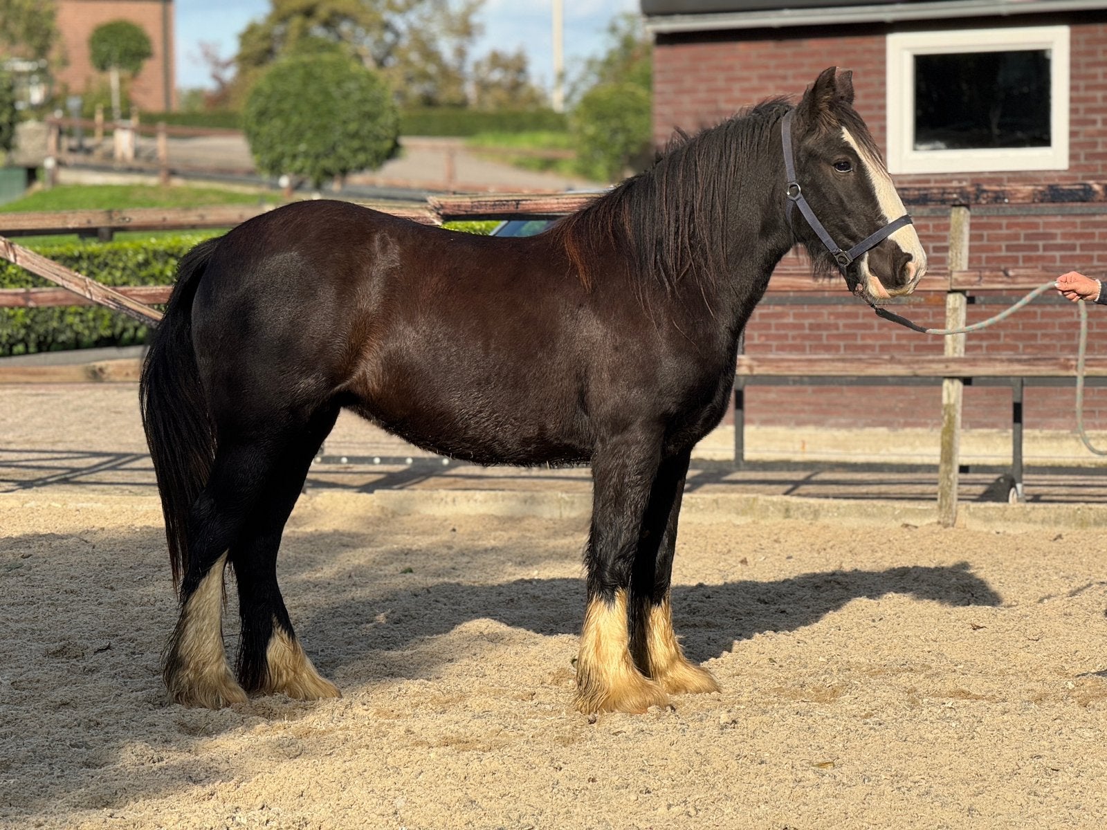 Super lieve en makke 2,5 jarige tinker merrie, Onbeleerd, Recreatiepony, Merrie, E pony (1.48m - 1.57m)