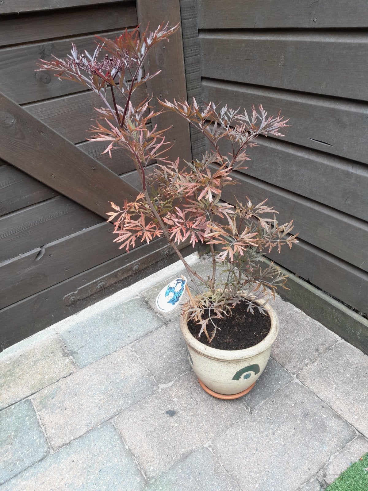 Sambucus Black Lace - Sierlijke Vlier in Pot, Tuin en Terras, Planten | Tuinplanten, Vaste plant, Halfschaduw, Zomer, Ophalen