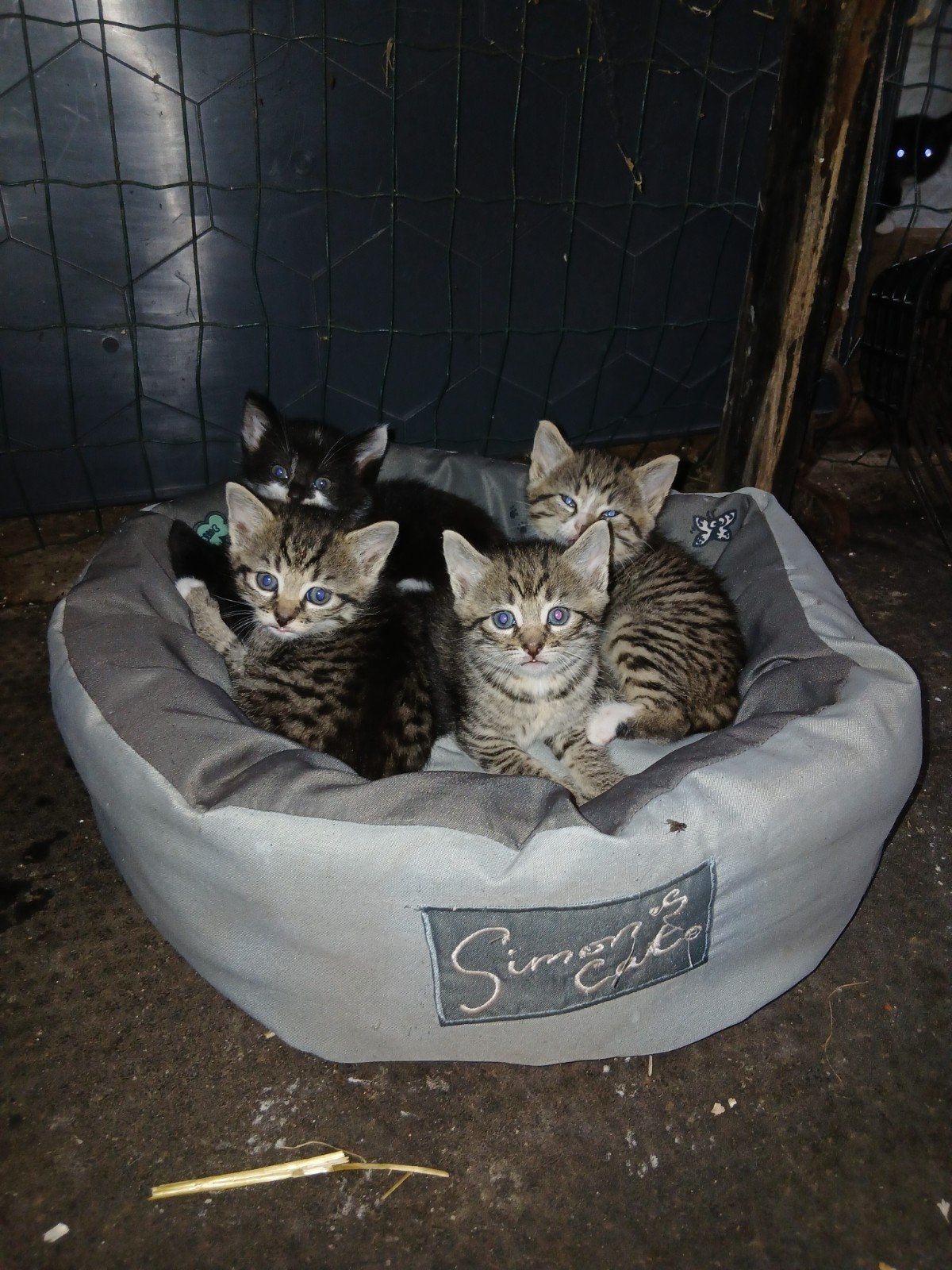 Boerderijkittens, Meerdere dieren, Kortharig, 0 tot 2 jaar