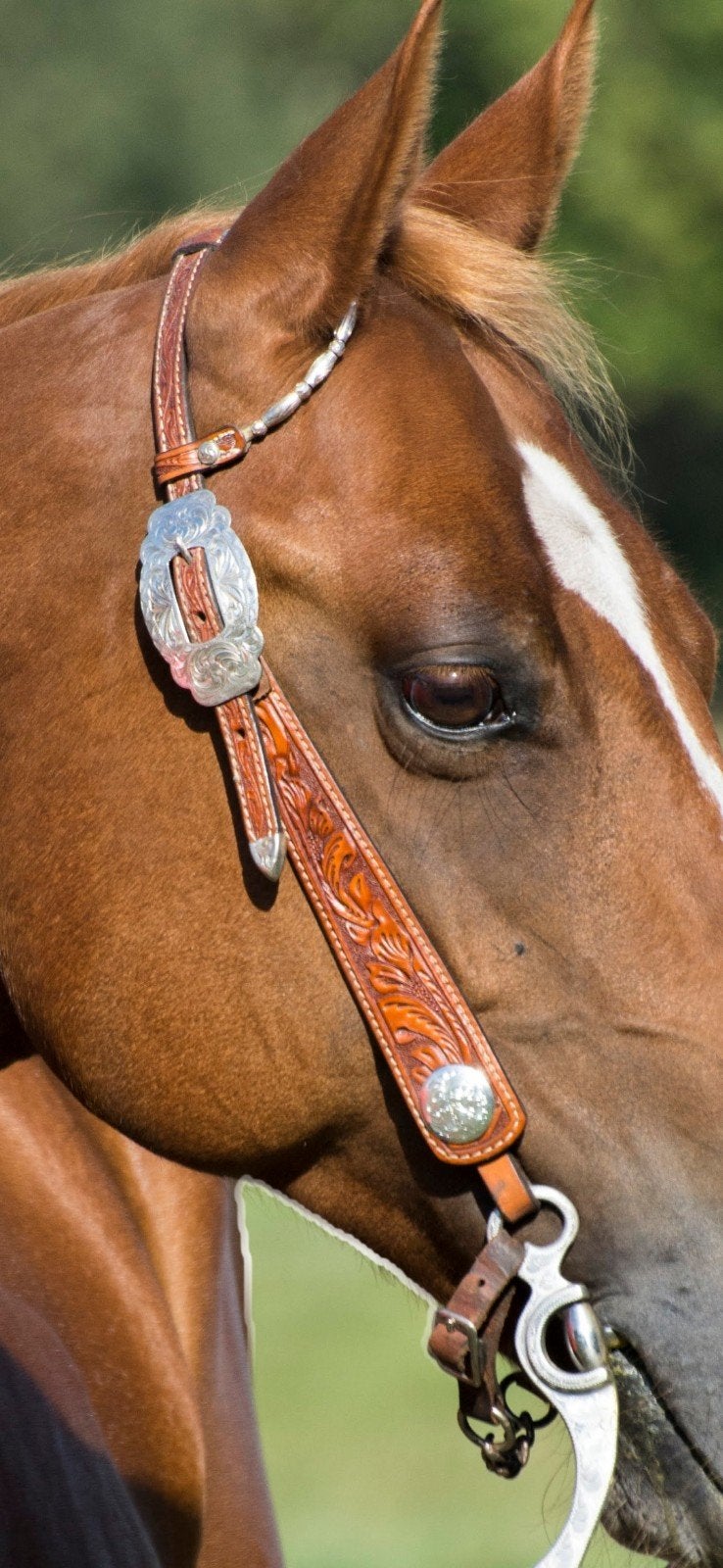 Western Show Hoofdstel, Dieren en Toebehoren, Zilver, Ophalen of Verzenden, Cob, Western