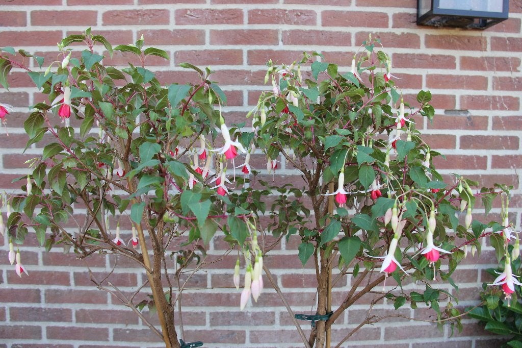 Sterke fuchsia met prachtige bloemen - Bloeit de hele zomer, Tuin en Terras, Planten | Tuinplanten, Ophalen, Overige soorten, Volle zon