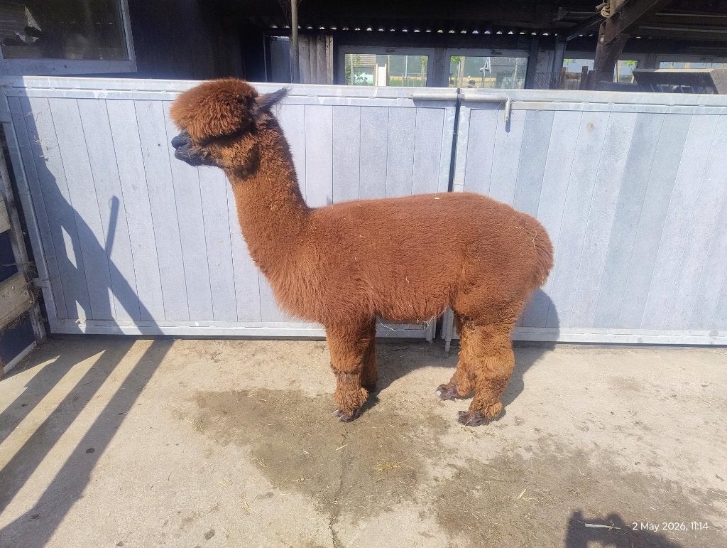 Alpaca dekhengst, Dieren en Toebehoren, Overige Dieren, Mei, Mannelijk