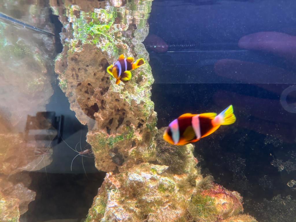 Koppel - Amphiprion chrysogaster, Vis
