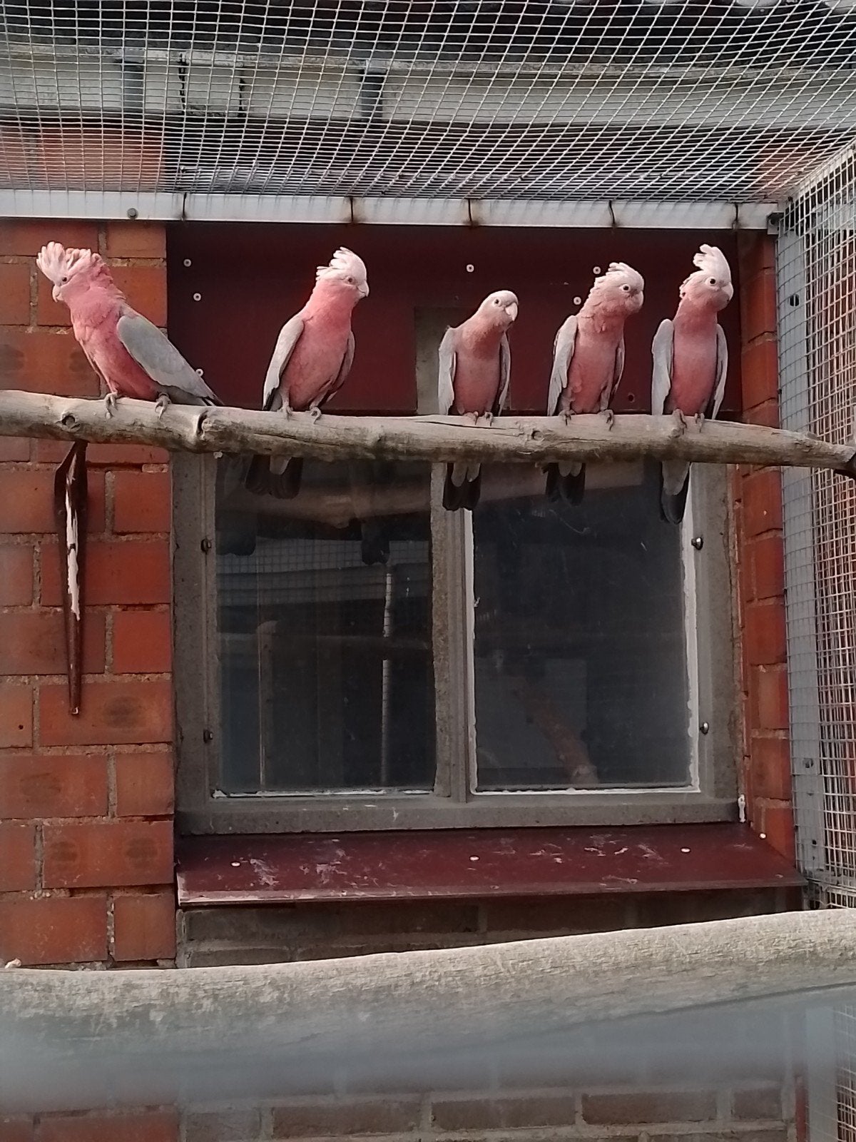 koppel Rose kaketoe met 3 jongen, Meerdere dieren, Papegaai