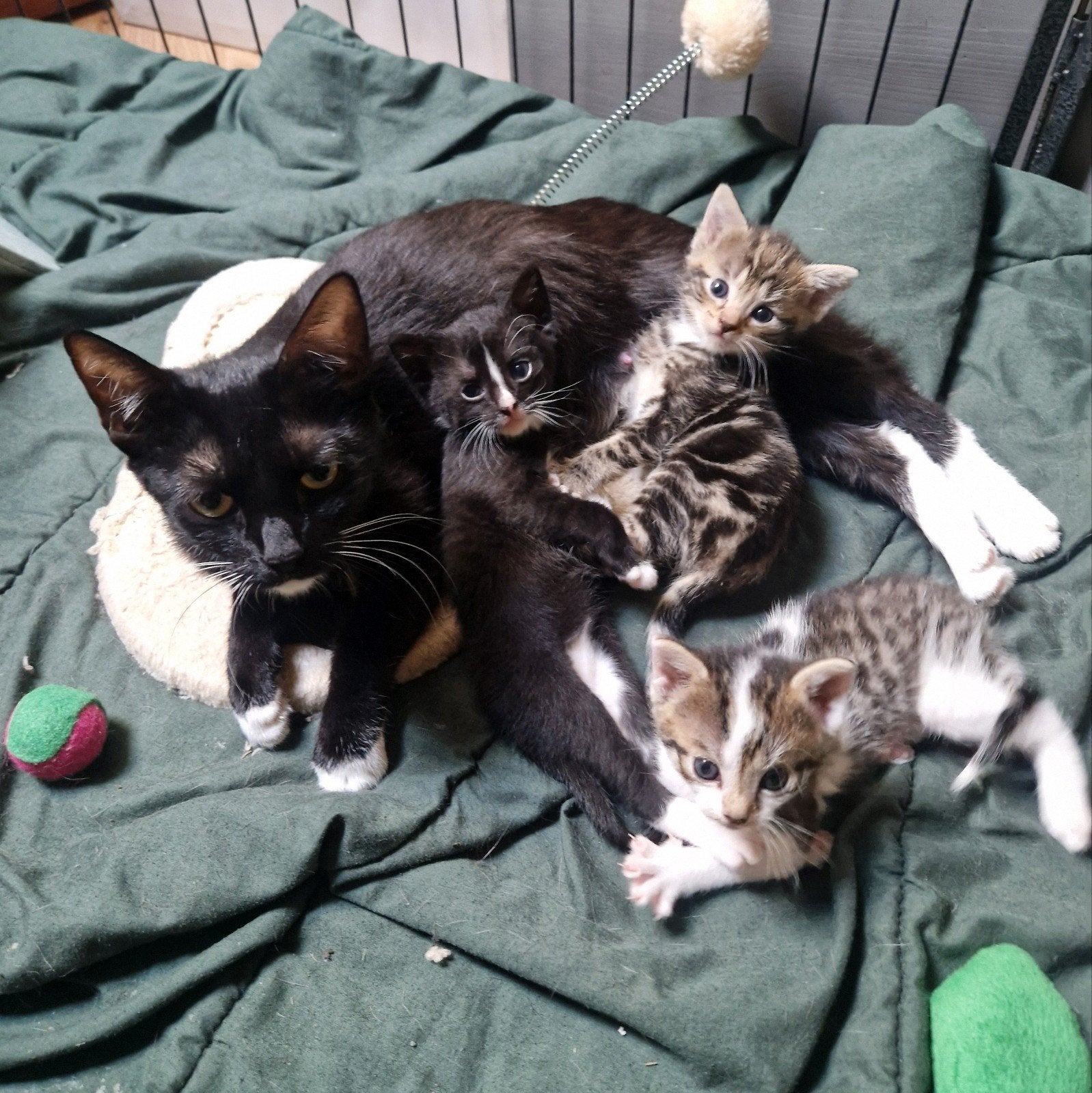 3 Lieve Kittens zoeken een thuis, Dieren en Toebehoren, Katten en Kittens | Overige Katten, Meerdere dieren, Kortharig, 0 tot 2 jaar