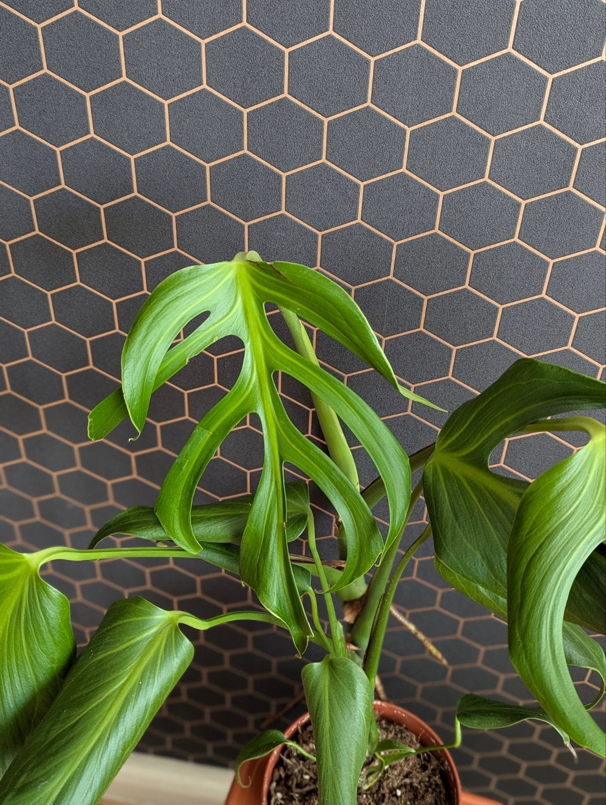 Monstera Burle Marx Flame - Zeldzame plant, Huis en Inrichting, Ophalen of Verzenden