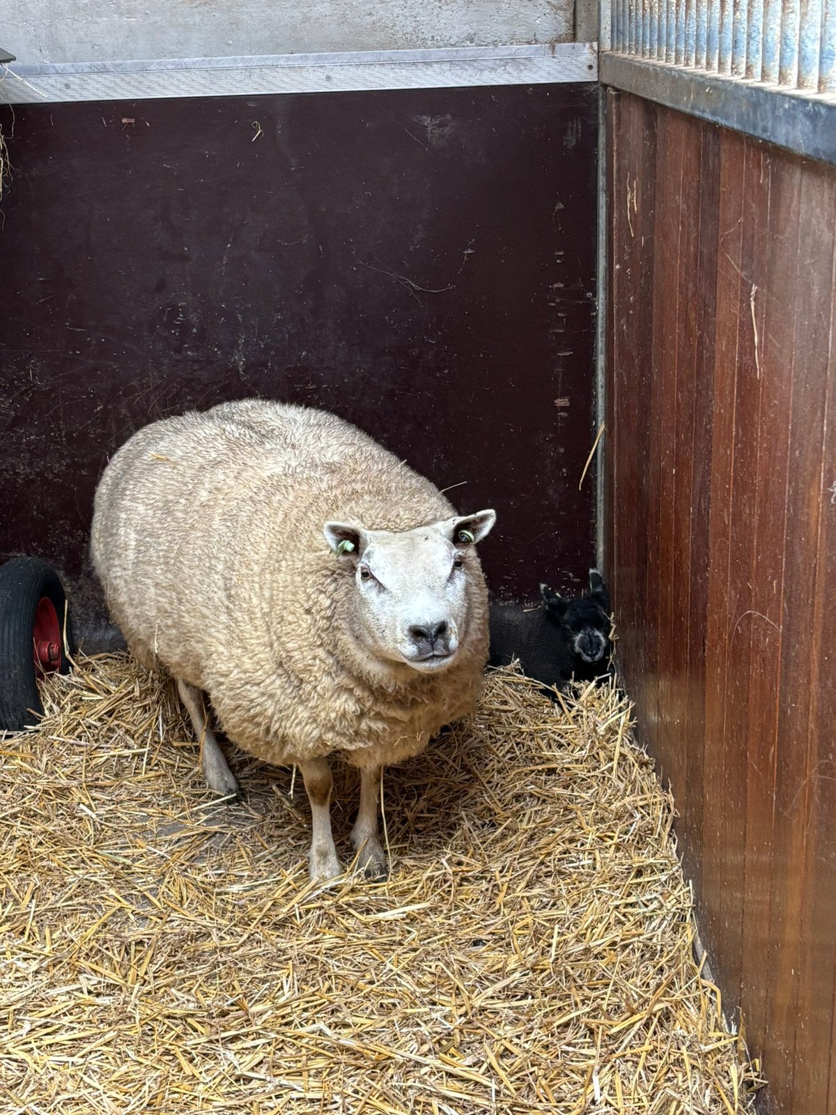 Gezocht 6 fokschapen!, Meerdere dieren, Schaap