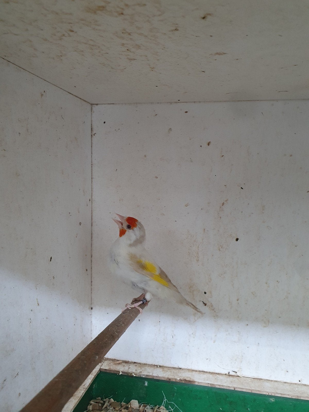 satinet putter pop, Vrouwelijk, Wildzangvogel, Geringd