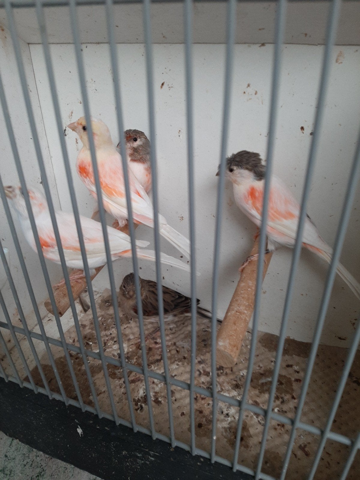 t.k. 6 mooie koppels harlekijn kanaries of 6 poppen 100%kuif, Dieren en Toebehoren, Meerdere dieren, Kleurkanarie