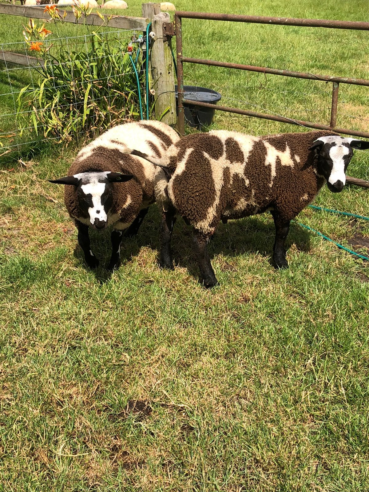 Bonte dekram dekrammen ooien, Dieren en Toebehoren, Schapen, Geiten en Varkens, Mannelijk, Schaap