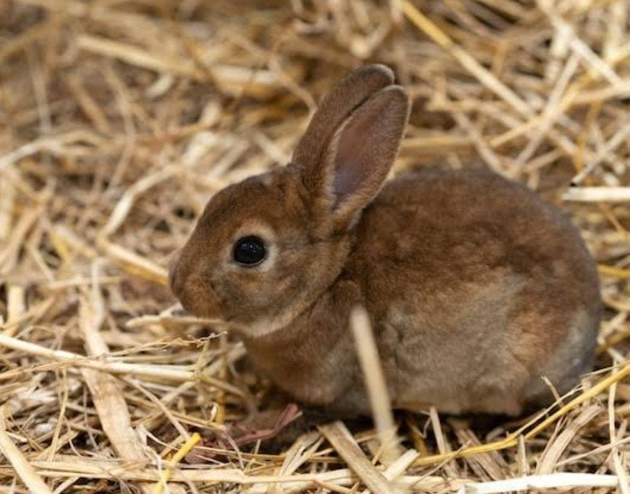 Jonge rex ram, Dieren en Toebehoren, Konijnen, Mannelijk, 0 tot 2 jaar