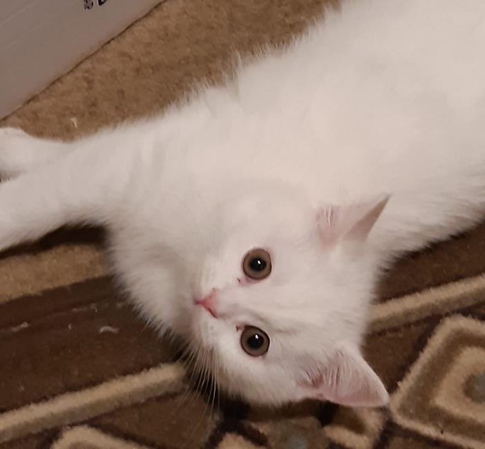 Britse Korthaar Kitten ., Dieren en Toebehoren, Katten en Kittens | Overige Katten, Poes