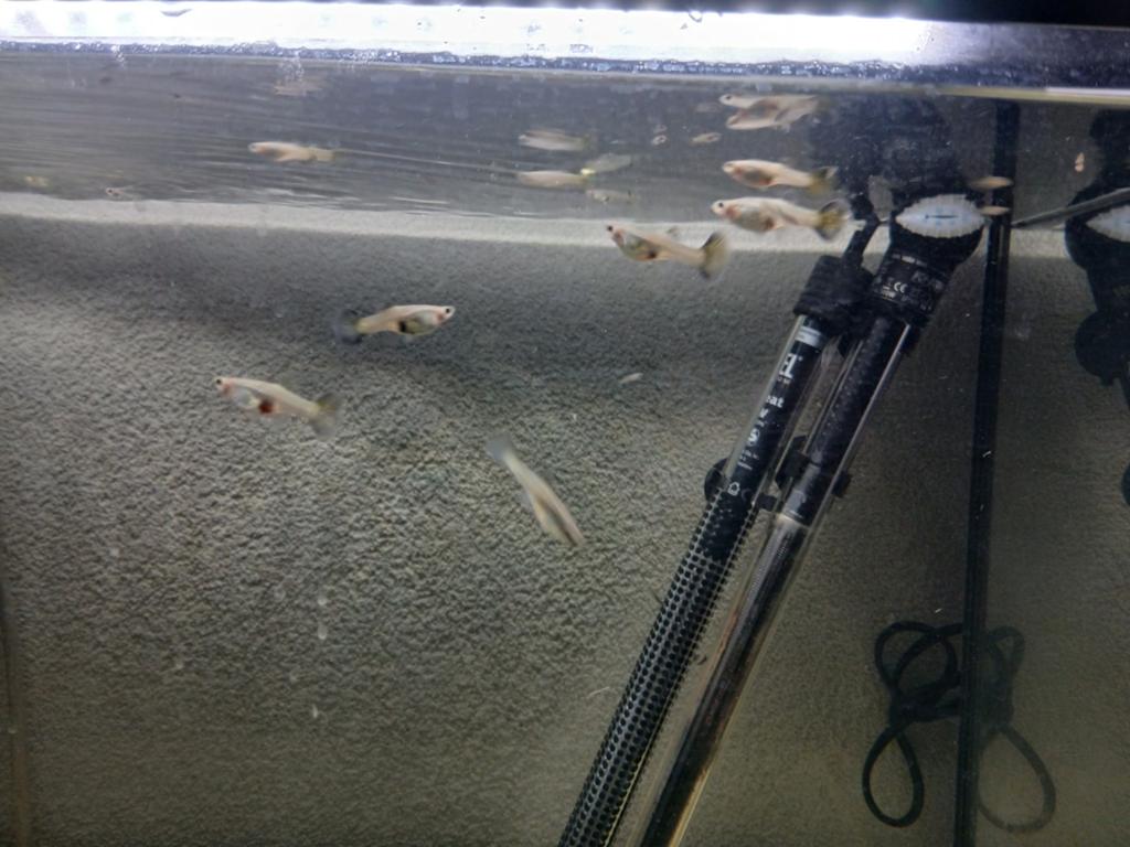 Guppen guppies guppy baby's, Ophalen of Verzenden