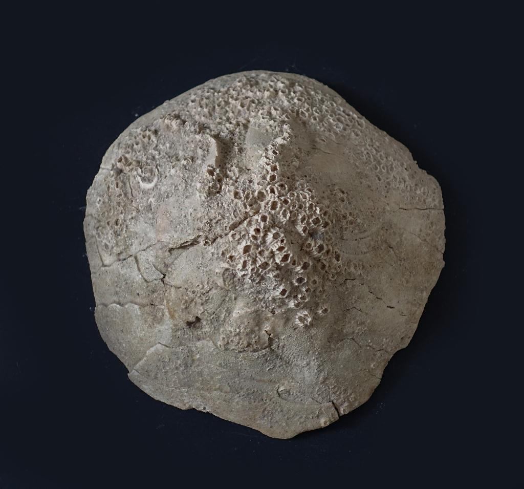 Clypeaster zee-egel (fossiel), Verzamelen, Ophalen of Verzenden, Fossiel