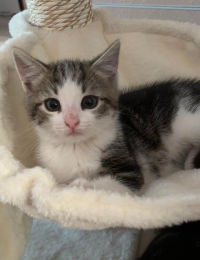 Kitten zoekt een fijn huisje (nog kattertje en poesje over), Dieren en Toebehoren, Poes, 0 tot 2 jaar